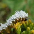 Symphyta