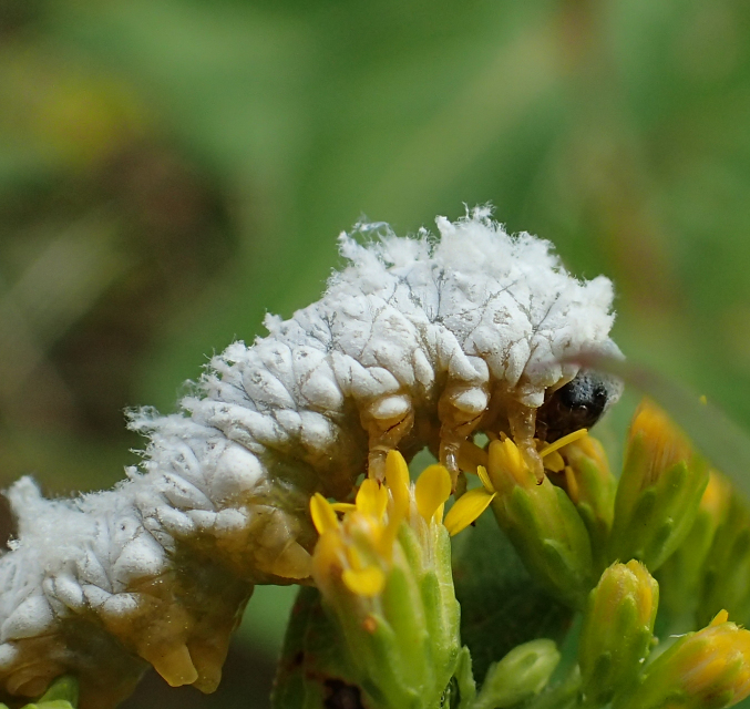 Suborder Symphyta (Sawflies, Horntails, and Wood Wasps)