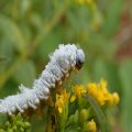 Symphyta