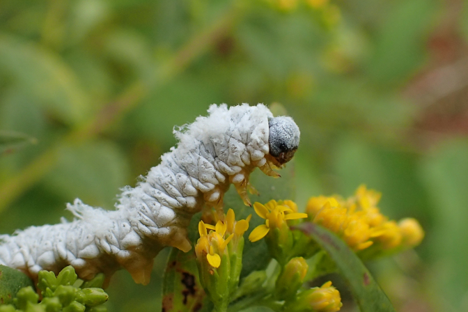 Suborder Symphyta (Sawflies, Horntails, and Wood Wasps)