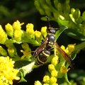 Ancistrocerus adiabatus