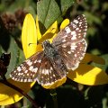 Burnsius communis