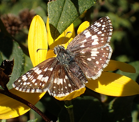 Burnsius communis (Common Checkered Skipper)