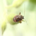 Polymerus basalis