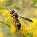 Parancistrocerus perennis