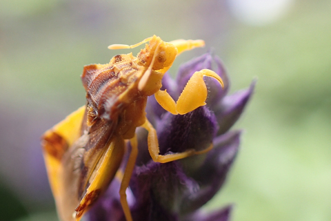 Genus Phymata (Jagged Ambush Bugs)