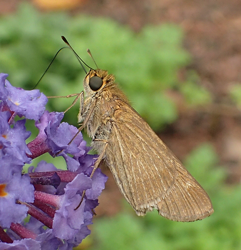 Panoquina ocola (Ocola Skipper)
