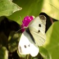 Pieris rapae