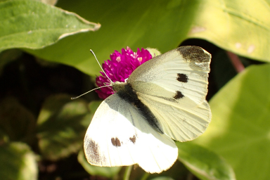 Pieris rapae (Cabbage White)