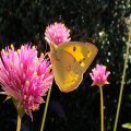 Colias eurytheme