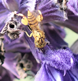 Genus Conura