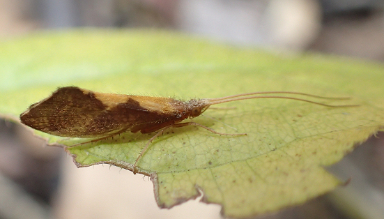 Genus Neophylax (Autumn Mottled Sedges)
