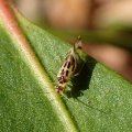 Graphopsocus