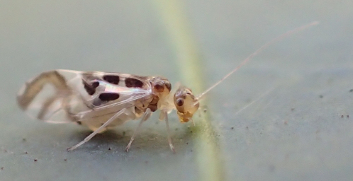 Genus Graphopsocus