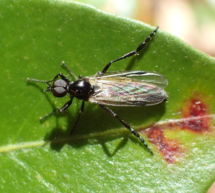 Genus Bibio