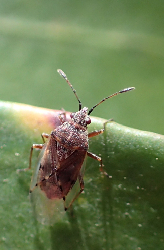 Genus Kleidocerys