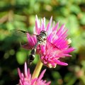 Dioprosopa clavata