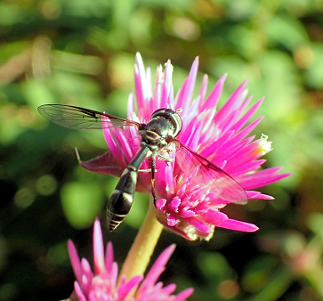 Dioprosopa clavata (Four-speckled Hover Fly)