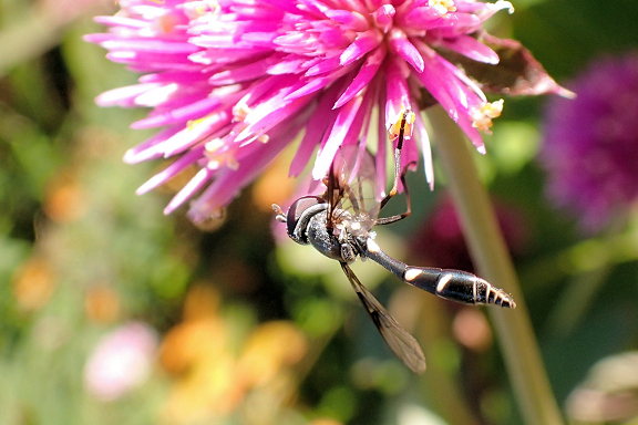 Dioprosopa clavata (Four-speckled Hover Fly)