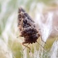 Pachypsylla
