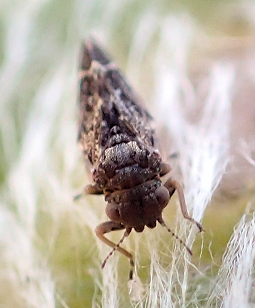 Genus Pachypsylla (Hackberry Gall Psyllids)