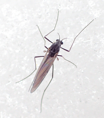 Genus Diamesa (Winter Midges)