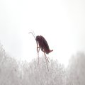 Boreus nivoriundus