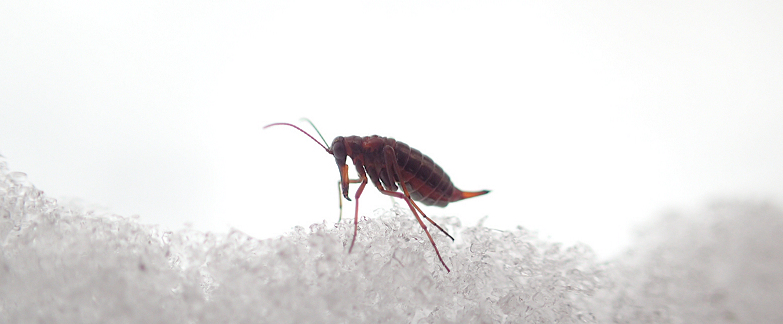 Boreus nivoriundus (Snow-born Boreus)