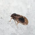 Pachypsylla