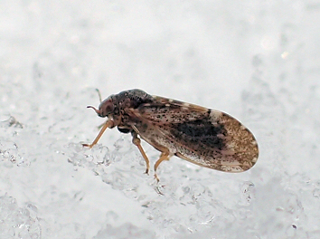 Genus Pachypsylla (Hackberry Gall Psyllids)