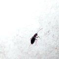 Cynipidae