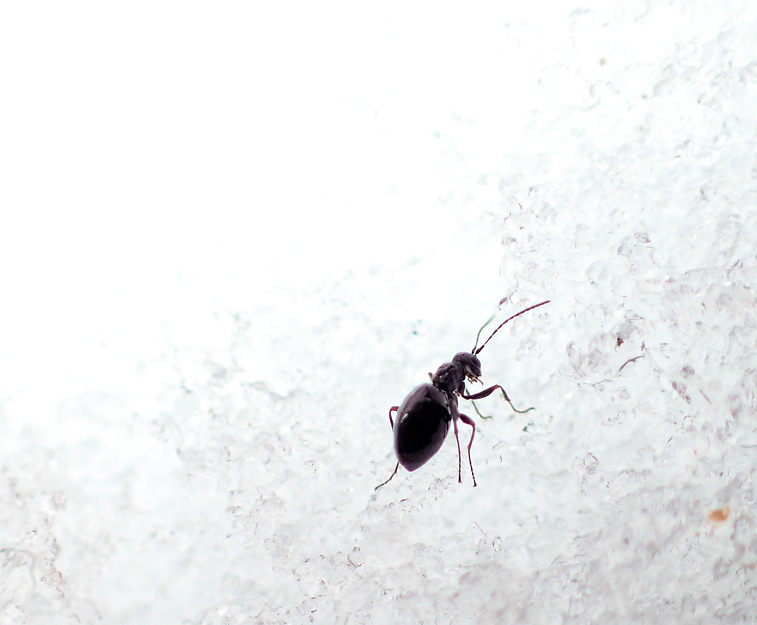 Family Cynipidae (Gall Wasps)