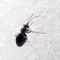 Cynipidae