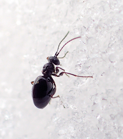 Family Cynipidae (Gall Wasps)