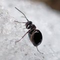 Cynipidae