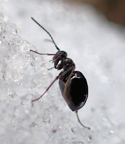 Family Cynipidae (Gall Wasps)