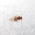 Graphopsocus