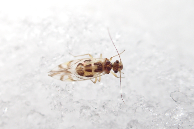 Genus Graphopsocus
