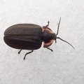 Photinus corruscus