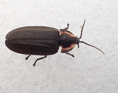 Photinus corruscus (Winter Firefly)