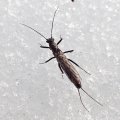 Capniidae