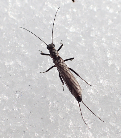 Family Capniidae (Small Winter Stoneflies)