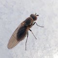 Sapromyza brachysoma