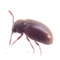 Coleoptera