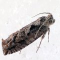 Lepidoptera
