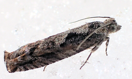 Order Lepidoptera (Butterflies and Moths)