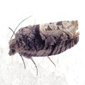 Lepidoptera