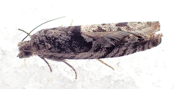 Order Lepidoptera (Butterflies and Moths)