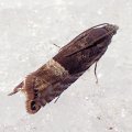Sereda tautana