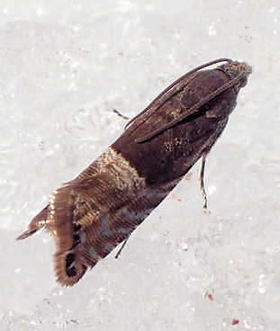 Sereda tautana (Speckled Sereda Moth)